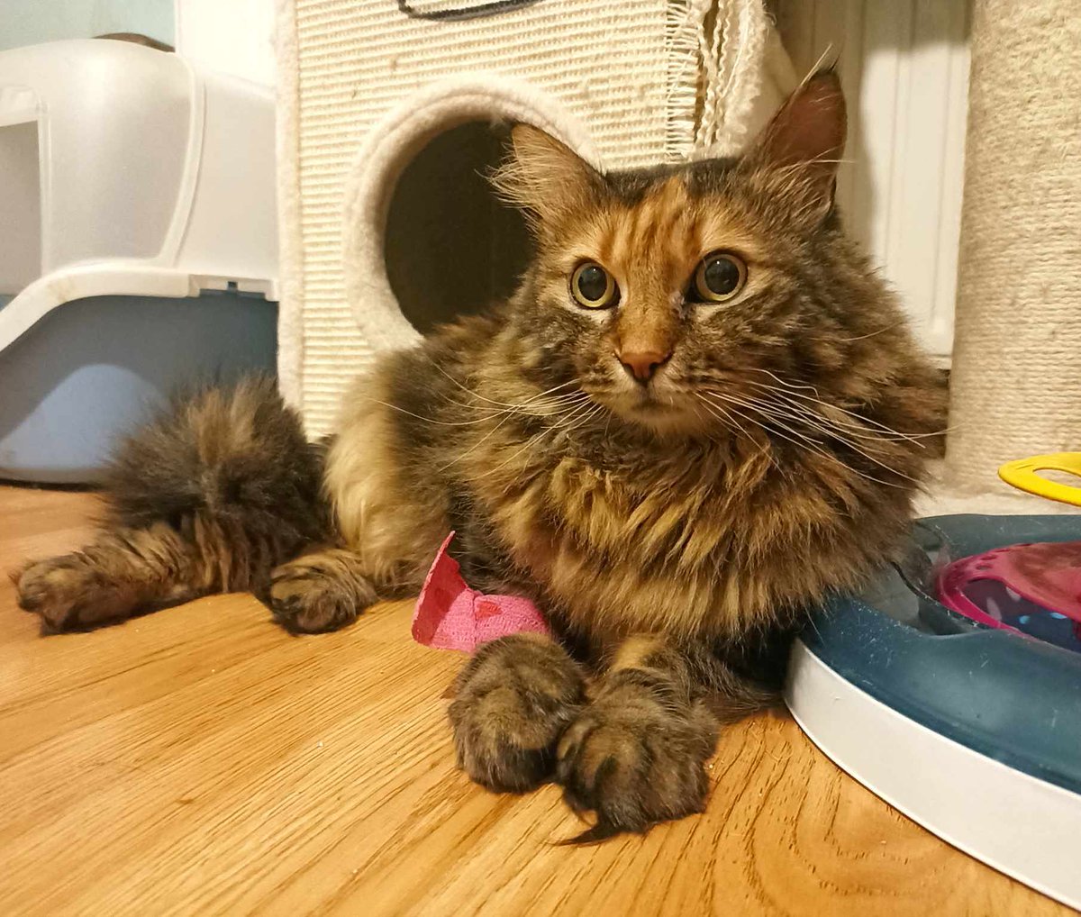 Pusia zebrała zbyt mało by opłacić lek na pierwsze dni kuracji...

Proszę pomóżcie uratować jej życie 🙏
pomagam.pl/7pamyh