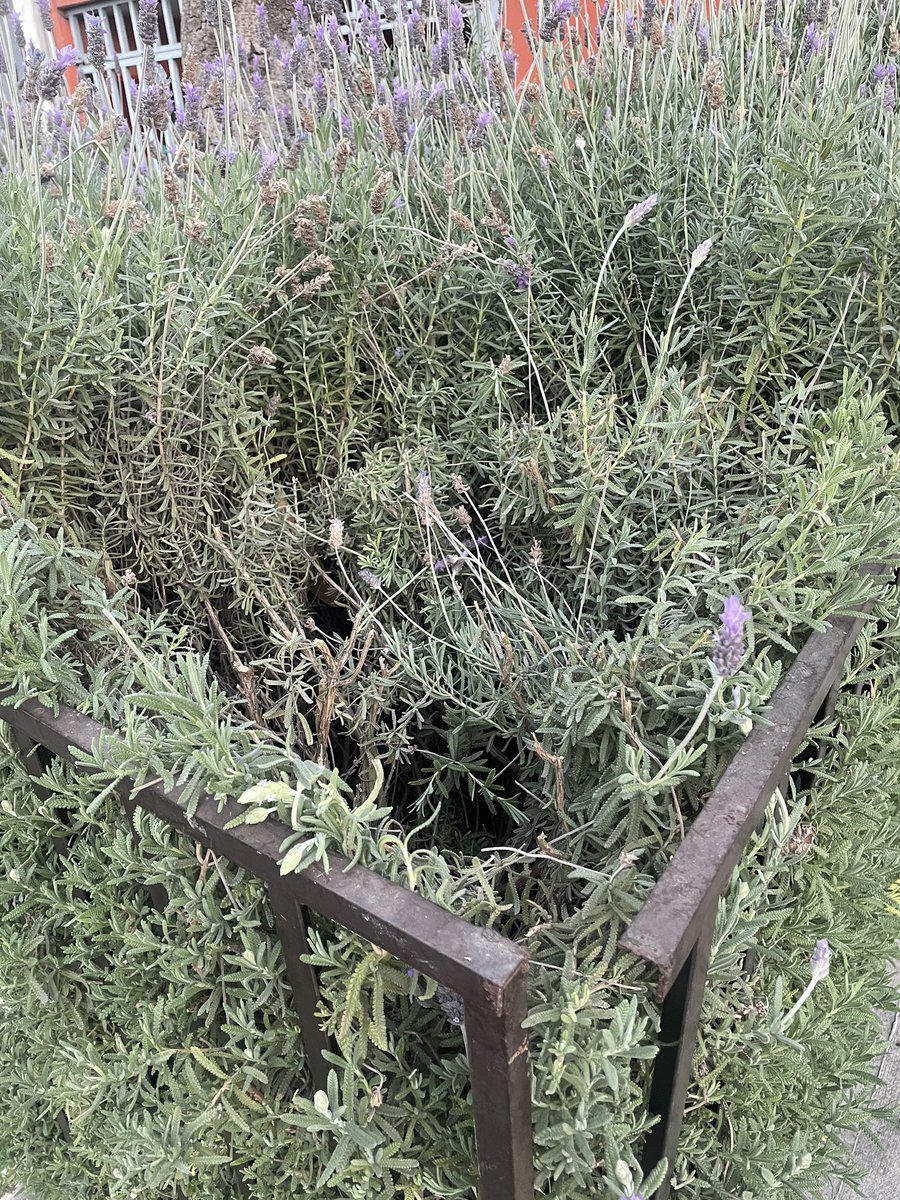 Hoy en la madrugada, personal de la <a href="/Alcaldia_Coy/">Alcaldía de Coyoacán</a> vinieron a vandalizar mis plantas de afuera de mi casa. Eran una mujer y un hombre con chalecos amarillos y unas hoces, cuando salí a buscarlos, ya no los encontré.