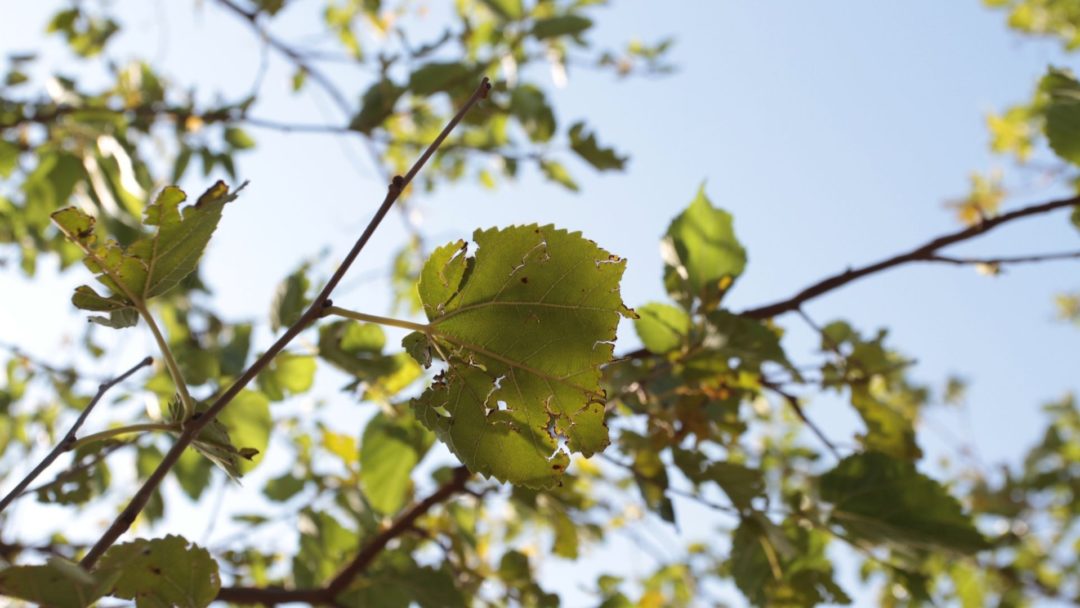 greenway_tree's tweet image. 🐜🌳 Defend your trees against pests and diseases with Greenway Tree Service's expert diagnosis and treatment. Have a question? Ask the Experts💬! Let's keep your trees healthy and thriving! 🌿 #TreeHealthDefense #TreePestControl GreenwayTreeService.com