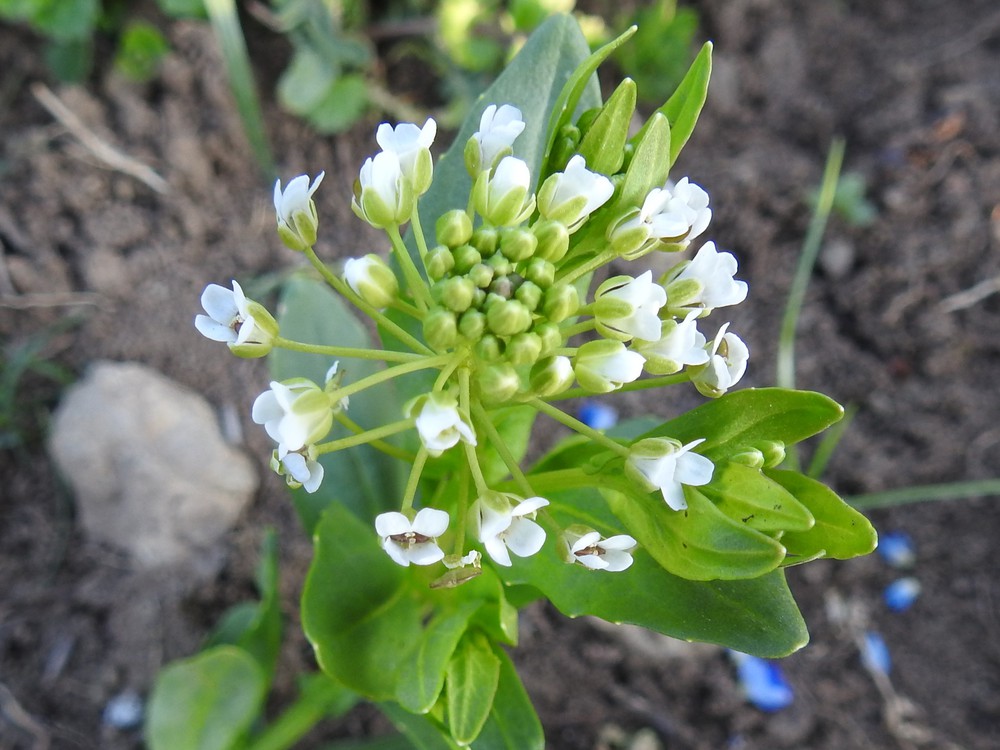 CantarelliCyril's tweet image. VENDREDI 09 FEVRIER 2024
SAINTE APOLLINE
PAS DE JOURNEE MONDIALE
OFFICIELLEMENT DENOMME JOUR DU TABOURET BOTANIQUE
20 EME JOUR DU SIGNE ASTROLOGIQUE DU VERSEAU
«Le fond du cœur est plus lointain que le bout du monde...»
#tabouret #botanique #apolline #fond #coeur #lointain #monde