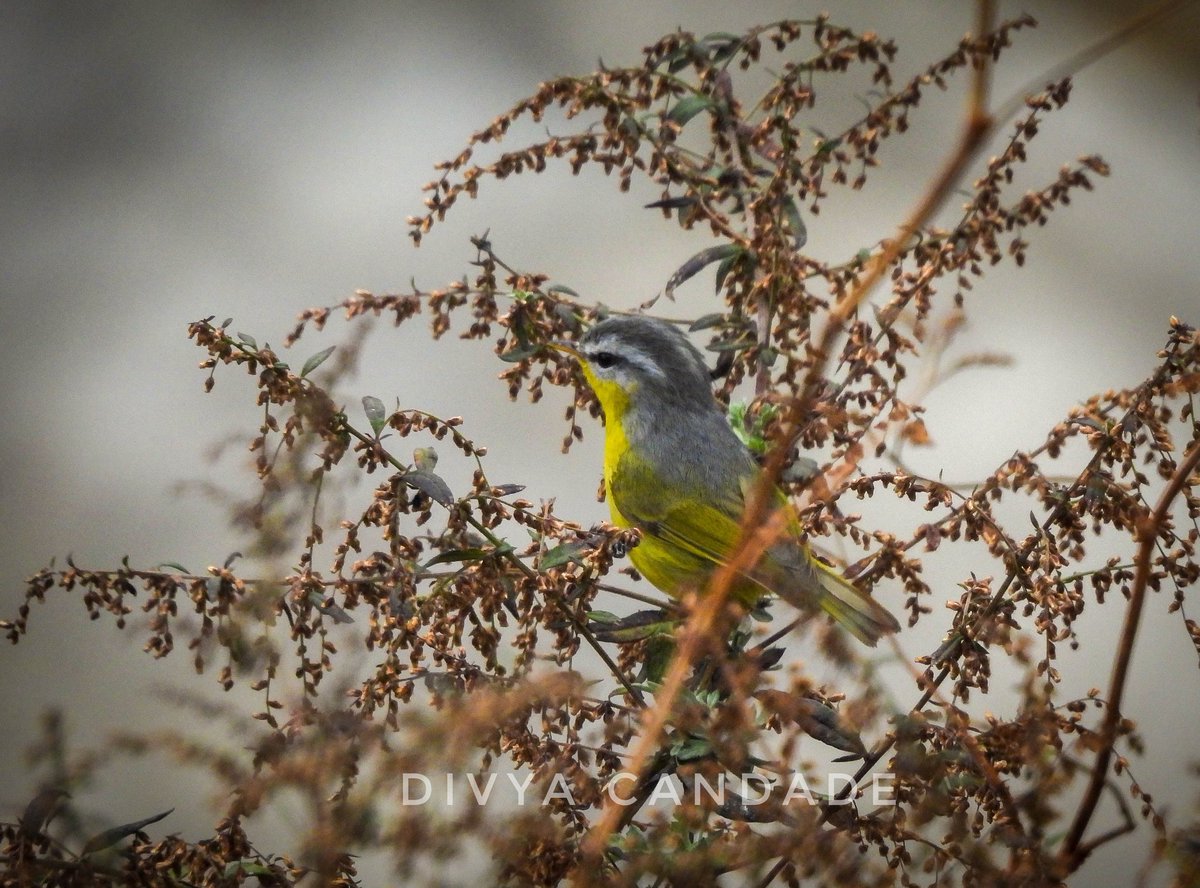 Gray-hooded warbler in English. In Punjabi 'tiktiki piddi'. Perhaps after the warbler's high pitched calls. In Naga, it's  'inshuushia'. Do you know other regional names? 
#birdphotography #NaturePhotography #birds #indianbirds #warbler #himalayanbirds  #birdwatching #birding