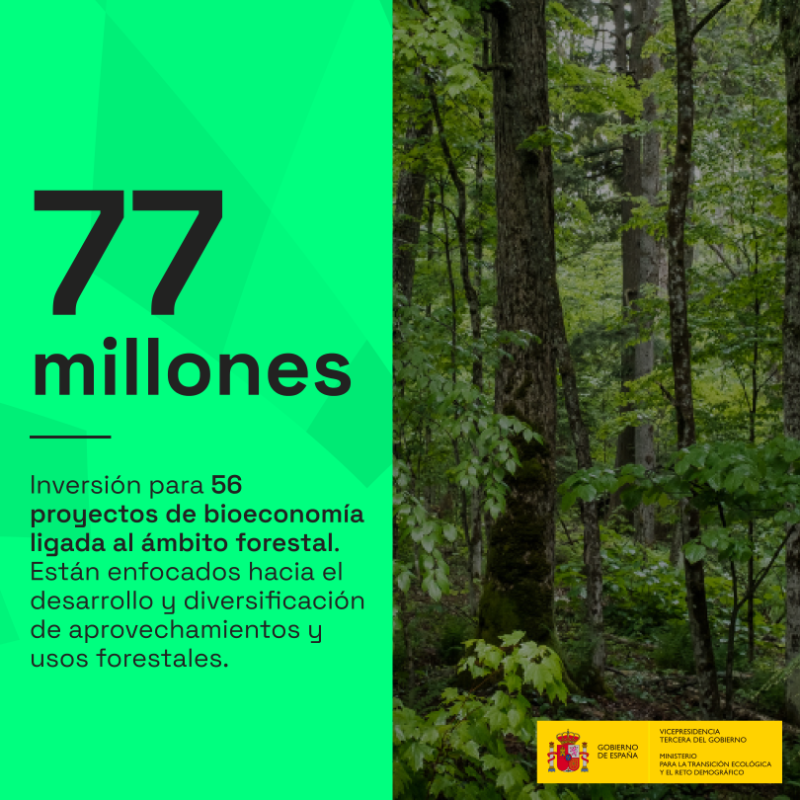 mitecogob's tweet photo. Invertimos 77 millones € en proyectos de bioeconomía del ámbito forestal 🌳
► Se suman a los 40 millones que impulsamos en el 2022

56 proyectos, la mayoría en zonas rurales 🏡
» Usos forestales
» Restauración ecológica
» Gestión de montes
» Paisajes más resilientes