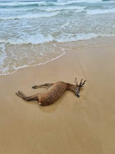 AdeaClaude's tweet photo. "L’homme a transformé la Terre en un enfer pour animaux".

(Arthur Schopenhauer) https://t.co/nQq3AyPJQq