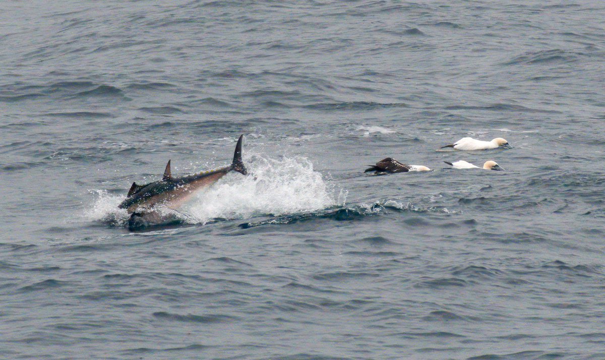 CefasGovUK's tweet photo. 🎣 The CHART programme leaves a lasting legacy of high welfare standards, professional skills and economic benefits, bringing diverse stakeholders together to study Bluefin Tuna in English waters. 💰🐟

Read more 👉 https://t.co/HpLBVqULZk

#CefasScience #CHART #BluefinTuna https://t.co/VU6tNJJBpI