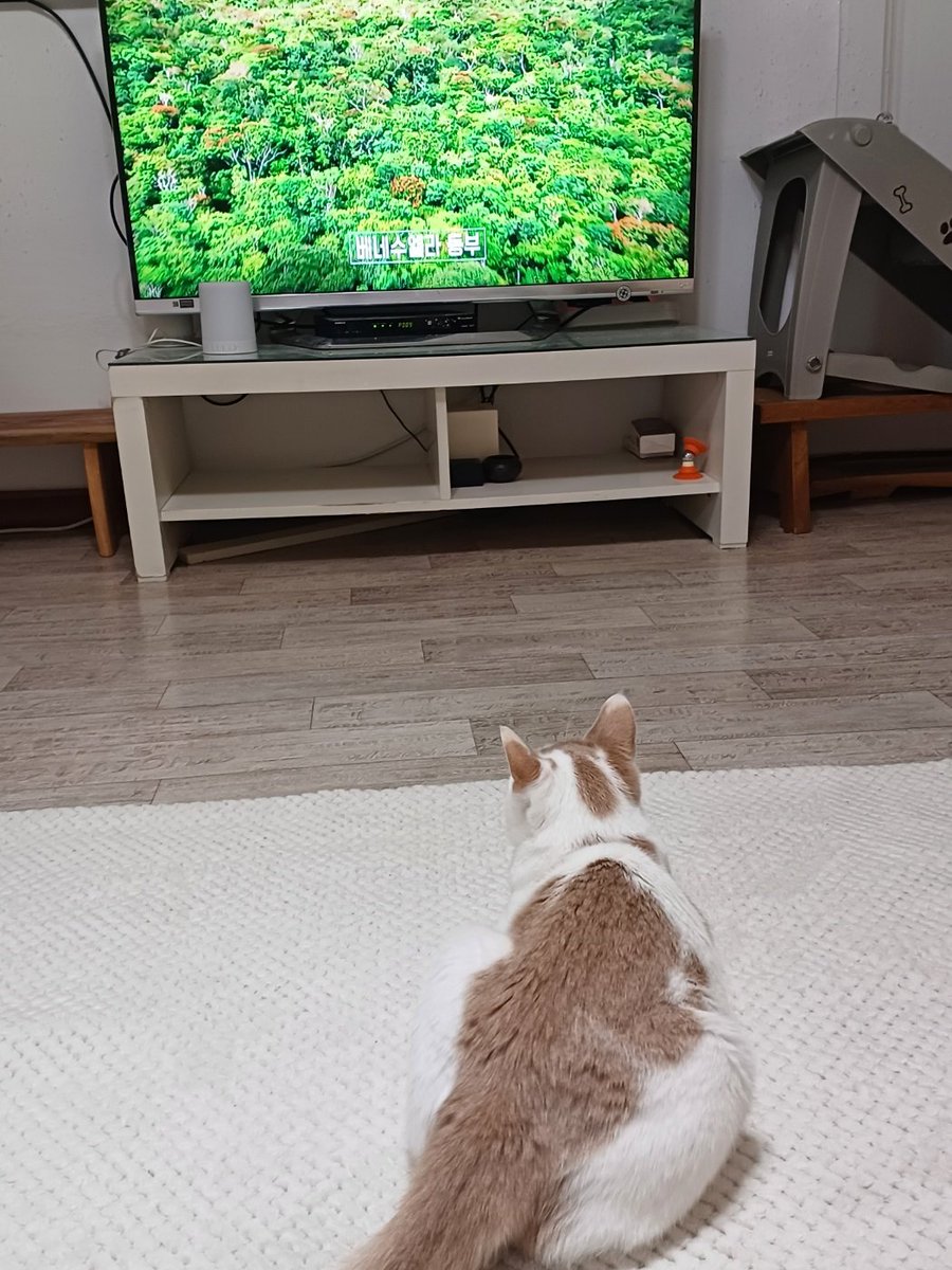 사랑이 미미 행복이+행운이^^
사냥놀이에 완전 올인하는 아기들 덕분에 며칠에 하나씩 아작납니다^^
틈틈이 TV시청도 하구요~
사랑이 가득하신  평생 집사님 찾습니다