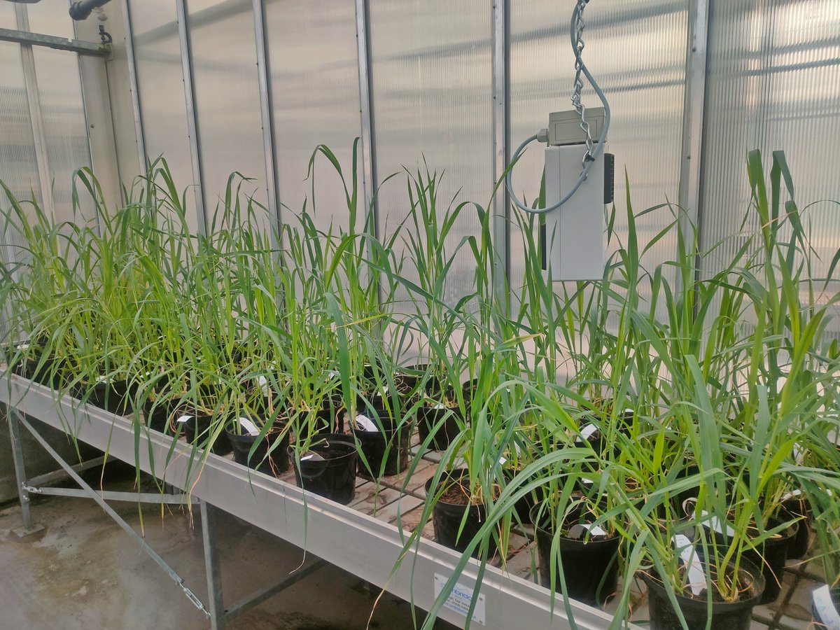 "Continuing our exploration of endophytes against Fusarium head blight in oats. Exciting progress ahead!"  #mycotoxi #oats #Fusarium #Endophytes