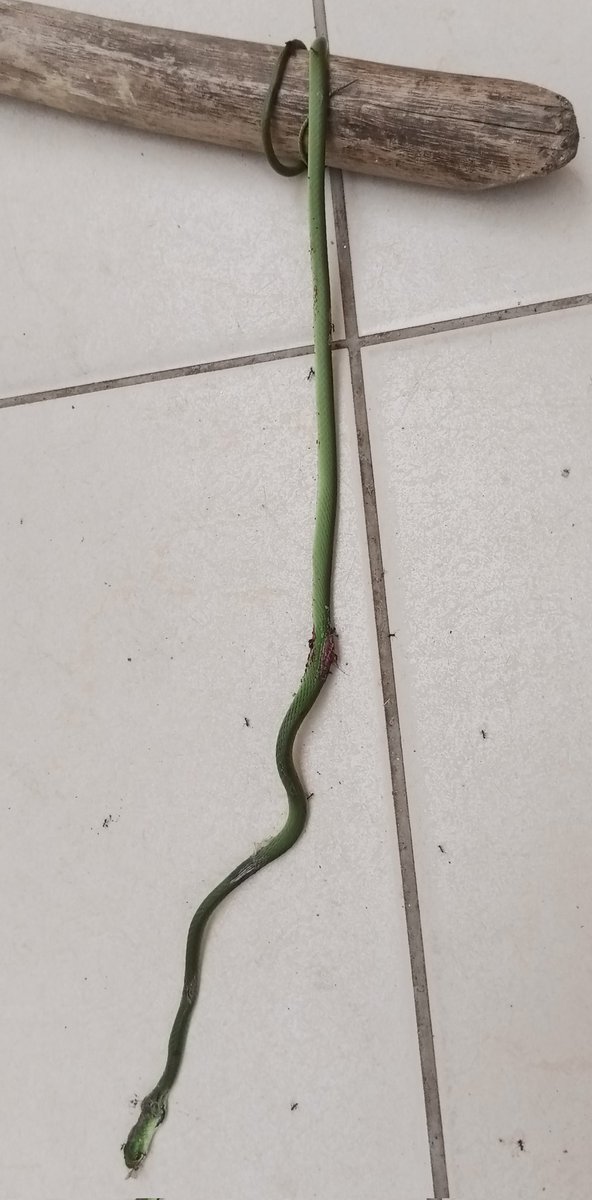 singirankabo_eo's tweet photo. Ĉu iu konas tiun serpenton?
En la kirunda ĝi nomiĝas "incarwatsi" [inĉargŭatsi]. 
Ŝajnas kiel verda mambao (Dendroaspis specio) sed mi tute ne scias...

#CentraAfriko #afriko #esperanto #serpento #besto #bestoj #GreenMamba #VerdaMambao #foto #lang_eo #burundo #burundio https://t.co/8jsU1hYqhw