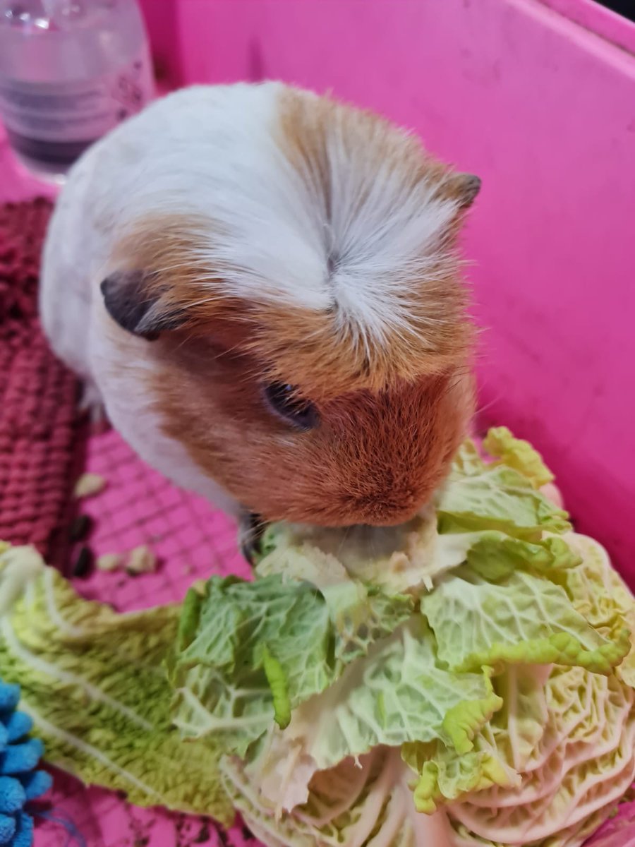 King's Maudsley Partnership tweet media