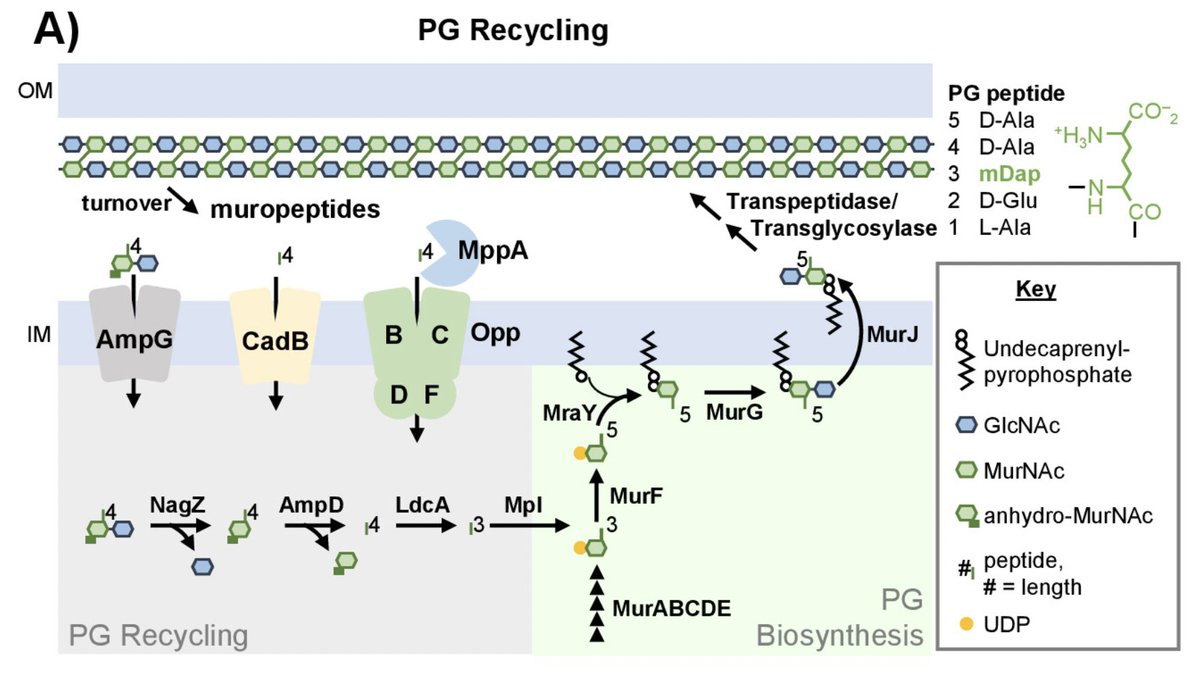 George O'Toole (he/him/his) (@geiselbiofilm) on Twitter photo New in JB: The lysine:cadaverine antiporter CadB can aid in peptidoglycan recycling <a href="/m_strent/">M. Stephen Trent</a>
journals.asm.org/doi/10.1128/jb…
<a href="/ASMicrobiology/">ASM</a> <a href="/JBacteriology/">JBacteriology Eds</a> New in JB: The lysine:cadaverine antiporter CadB can aid in peptidoglycan recycling <a href="/m_strent/">M. Stephen Trent</a>
journals.asm.org/doi/10.1128/jb…
<a href="/ASMicrobiology/">ASM</a> <a href="/JBacteriology/">JBacteriology Eds</a>