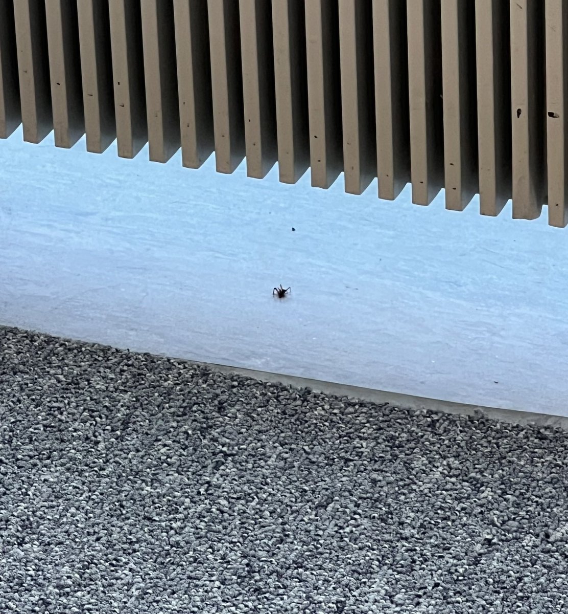 uglyfelix's tweet photo. Toivotin Keimolle🕷️ hyvää viikonloppua ja metsästysonnea. Käski painumaan helvettiin. Taitaa Keimolla olla verensokerit vähän alhaalla.
#keimo🕷️ https://t.co/CQ5WQaw6q8