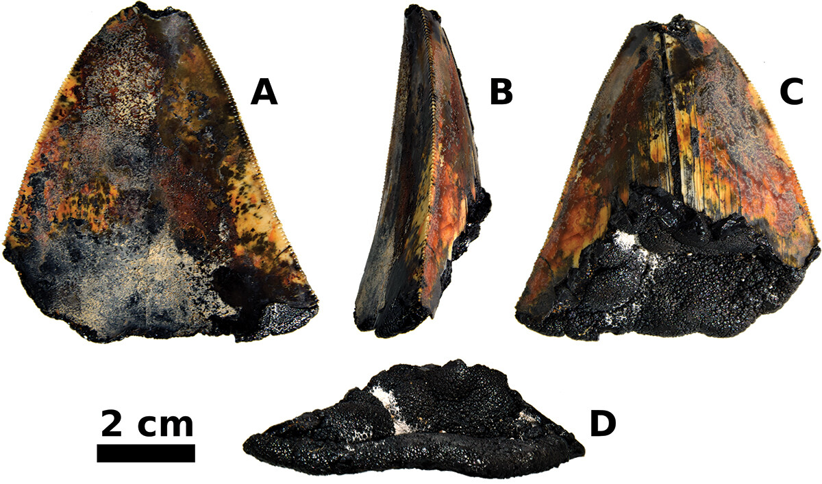 🦈 A #DeepSea exploration unveils a jaw-dropping find: the remarkable resting place and tooth of a megalodon, the largest #shark to have ever lived at over 3,000 meters depth. bit.ly/3UcuYYy