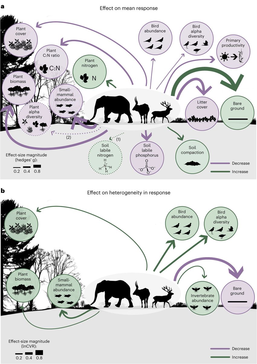 Meta-analysis shows that wild large herbivores shape ecosystem properties and promote spatial heterogeneity rdcu.be/dyf4d