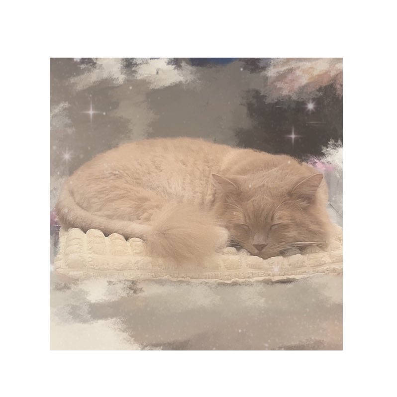 minatoaqua's tweet photo. ざぶとんねこ̳^.  ̫ .^ ̳♡⃛ https://t.co/4MSU5hNlWJ