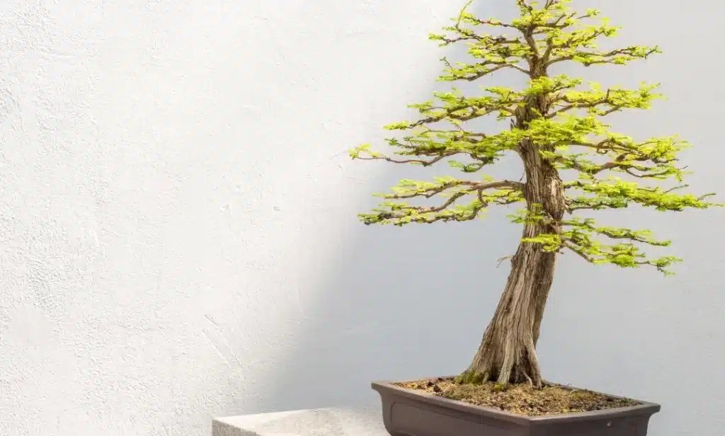 EmotionXpert's tweet photo. Bald Cypress Bonsai
Investigate the specialty of developing staggering Uncovered Cypress Bonsai with our thorough aide. Ace strategies, care tips, and make your own normal magnum opus.  https://t.co/xTMaS234rb
#plantbased #FLOWER https://t.co/YdaIzKfn8K
