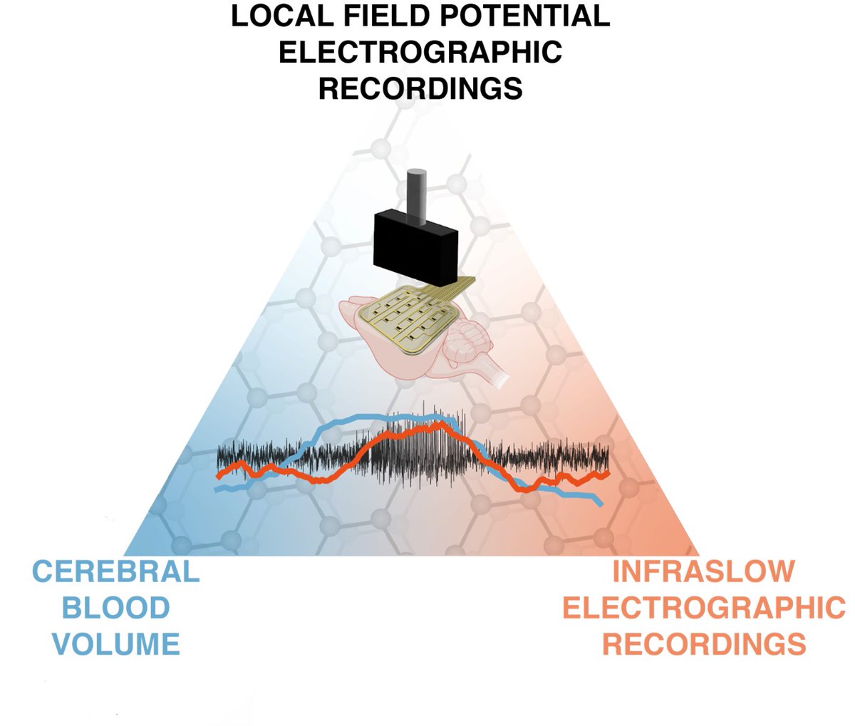 Just published in Nanoscale Horizons! Concurrent functional ultrasound imaging with #graphene-based DC-coupled electrophysiology as a platform to study slow brain signals and cerebral blood flow under control and pathophysiological brain states pubs.rsc.org/en/content/art…