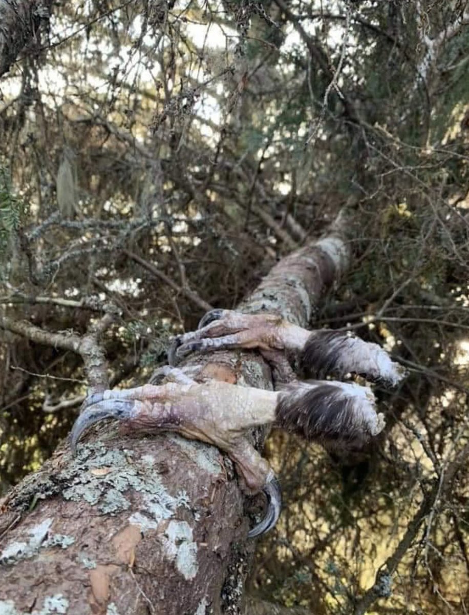 Creepy.org tweet media