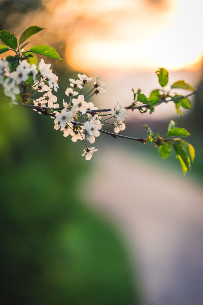 RCederfjard's tweet photo. Show me your photos of flowers 🌸 

I’ll repost my favorites!

#SharingIsCaring https://t.co/g5eHSTo4px