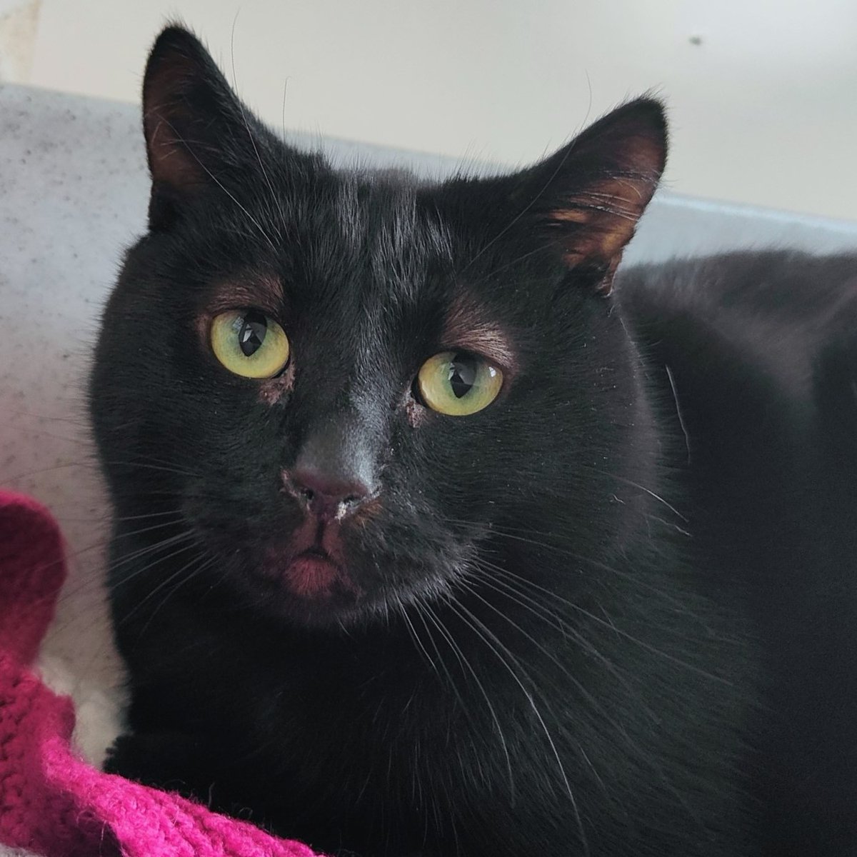 Two-year-old Elijah is a playful boy looking for a fresh start. Elijah is finding life in care at @CPDownham stressful, but the team are confident in a calm home his personality will blossom. Enquire about him here: spr.ly/AdoptElijah