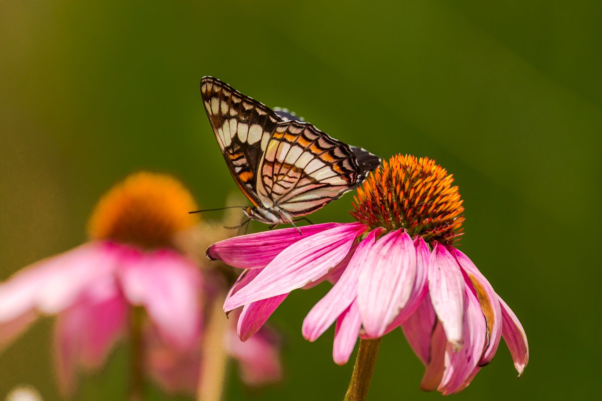 Roxwater's tweet photo. Garden in A box collection revealed. Look at Butterfly Daydream if you like color. First 25 RoxWater customers to purchase a qualifying garden receive $25 off! See all arrangements by visiting: https://t.co/mCRjmSFA97 https://t.co/GPH72vwfzV
