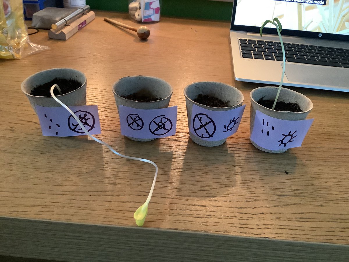 AshwoodYear2's tweet photo. In #ASAScience, year 2 have conducted a scientific experiment where they changed the conditions for seeds to observe over time what happens. We were AMAZED at the results. @satrust_ https://t.co/ZOSsXYP4VB
