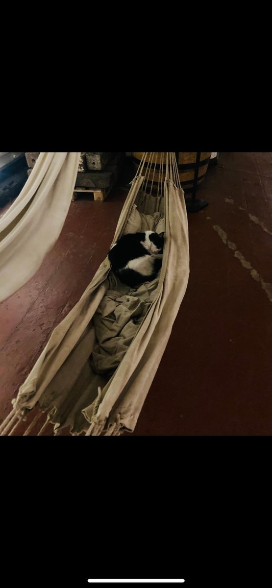 All of us at HMS Unicorn are saddened to hear of the sudden passing of Diego, our ‘ship’s cat’.   

He was often referred to as ‘The Captain’ as he liked to sit in the Captain's Cabin behind the desk. 

We offer our condolences to Paolo, Diego’s owner.