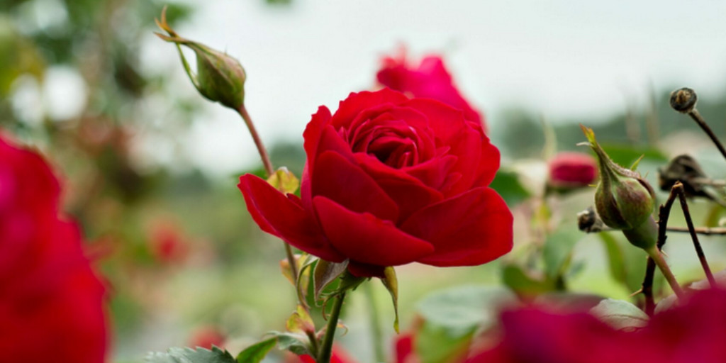 49throses tweet media