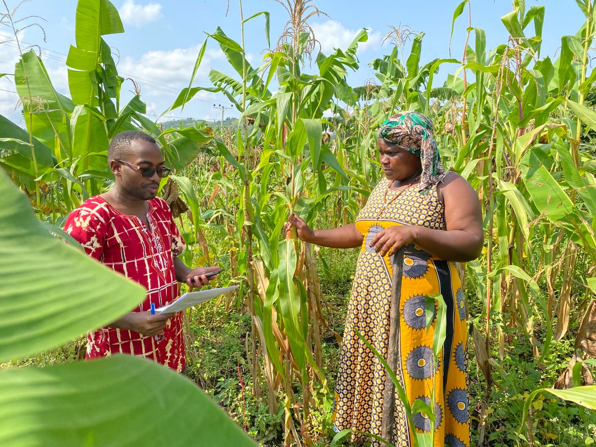 🌾💪 Celebrating the strength and expertise of our female farmers! From winnowing beans to inspecting maize fields, these showcase their dedication to agriculture. Together, they're shaping a sustainable future for Uganda. 🌱👩‍🌾 #WomenInAgriculture #Empowerment #SustainableFarming