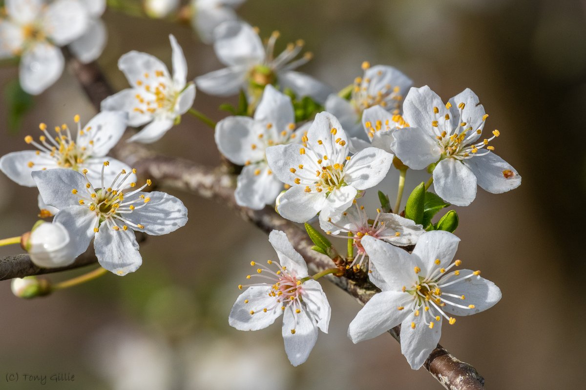 The first flower on our Cherry Plum (Prunus cerasifera) blossom opened this morning! Much too windy to take a photo, so here's an archive shot of it in full bloom to brighten your day. 😊 #SignsOfSpring #OX3