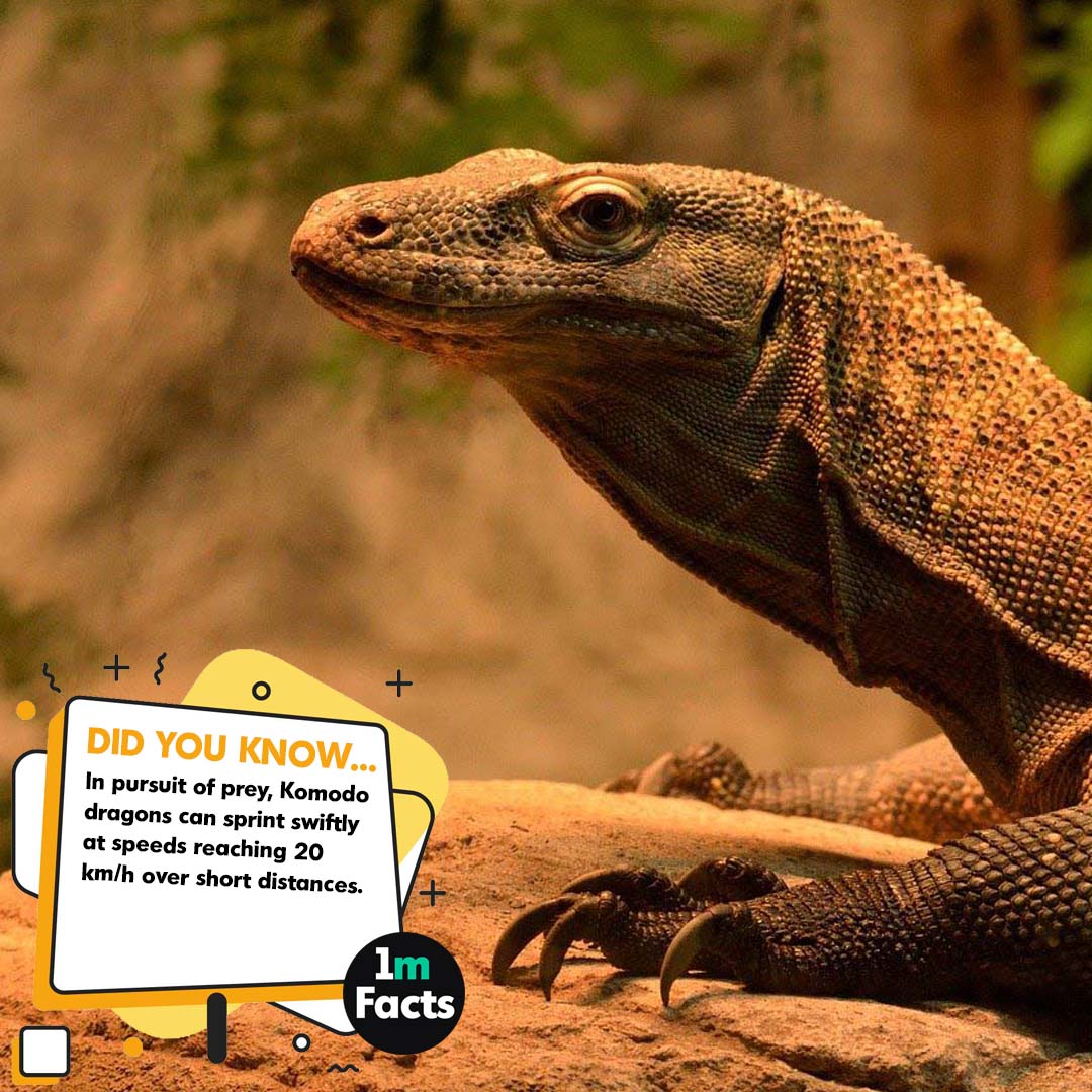 1m__facts's tweet photo. Echoes of the Ancient Predator: 50 Rare Komodo Dragon Facts
https://t.co/vuwEMA64FW
#KomodoExplorations #DragonAdventures #WildKomodo #ReptileEncounters #IslandDweller #KomodoKingdom #AncientLizard #IndonesiaWildlife #NatureEncounter #ViciousPredator https://t.co/ZKsasYyLQv
