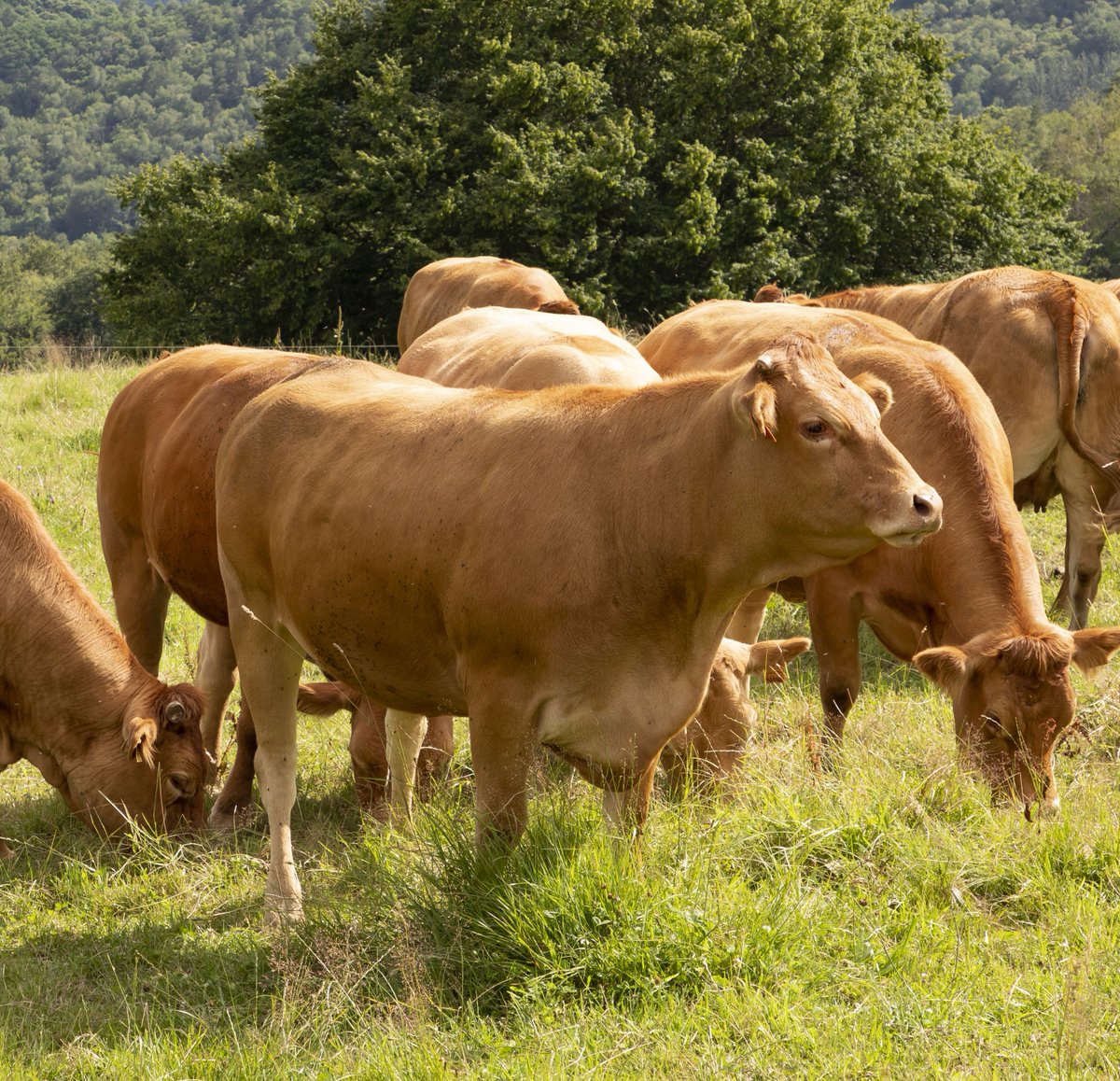 Les productions de viandes limousines Label rouge et IGP ont fortement baissé en 2023.
lineaires.com/les-produits/l…