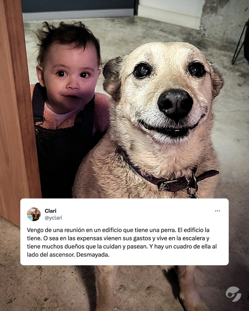 CON VECINOS ASÍ, SÍ 😍👏

Se viralizó la historia de Lila, una perrita que tiene 12 años y vive en un edificio en Villa Crespo. La particularidad es que a Lila la cuidan entre todos los vecinos: se reparten obligaciones y dividen los gastos mediante las expensas.