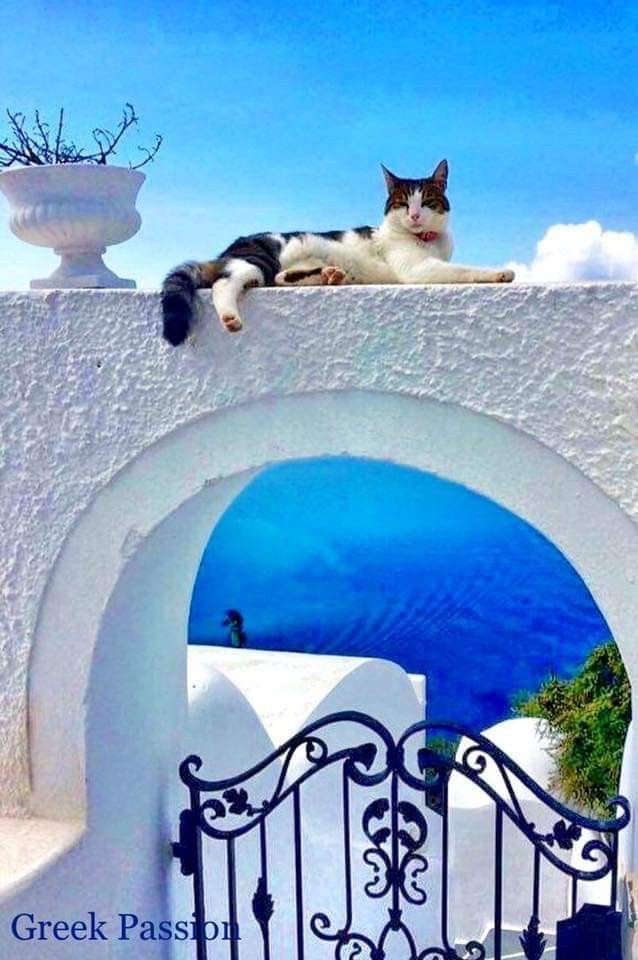 ⋱ ⋮ ⋰ ꨄ.•*¨*•.🐈‍⬛.•*¨*•.ꨄ ⋯🖤🤍Happy Day🤍🖤 Friends Have a wonderful Friday & a fantastic, relaxing weekend!💙