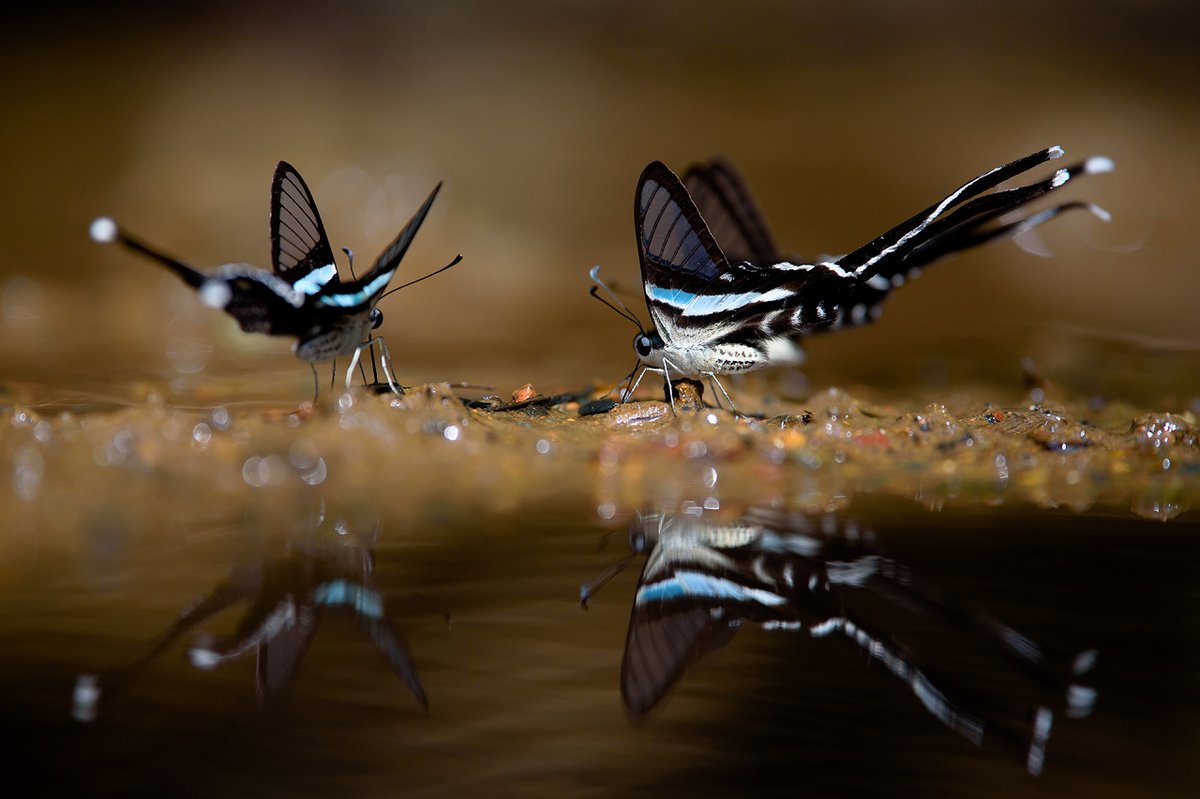 KUDO Seiya tweet media