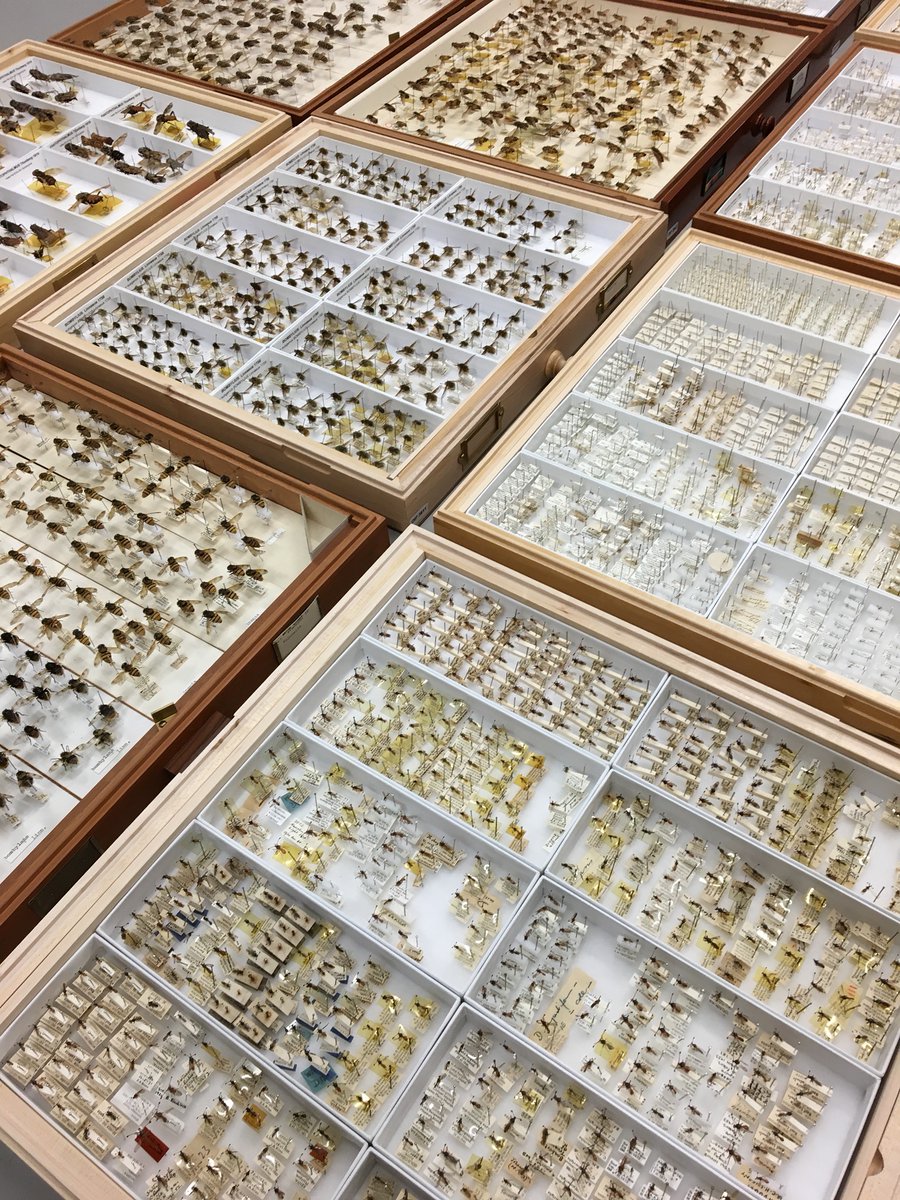 Curator/Curatorial Assistant post in Diptera at @NHM_London 🪰 Skills needed include knowledge of Diptera (preferably with calyptrates/acalyptrates), experience of specimen curation & working with museum collections 🪰 Closing date: 9am, 26th Feb 2024 careers.nhm.ac.uk/templates/CIPH…