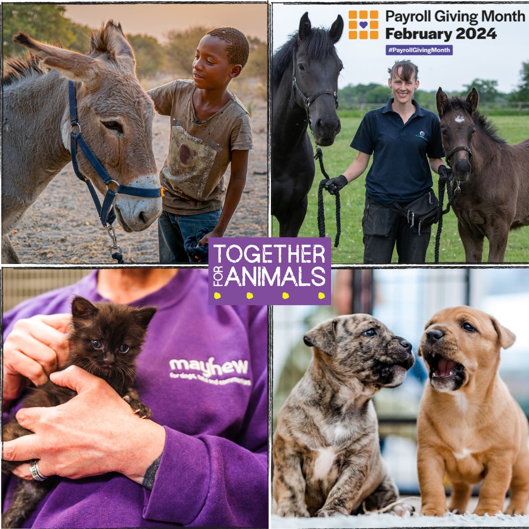 Did you know it’s #PayrollGivingMonth?📨 

We run our payroll giving activities through @TogetherAnimals, along with @The_Blue_Cross, @themayhew and @SPANAcharity. All funds received are distributed equally between the four charities.  

Find out more: bit.ly/49sNqk5