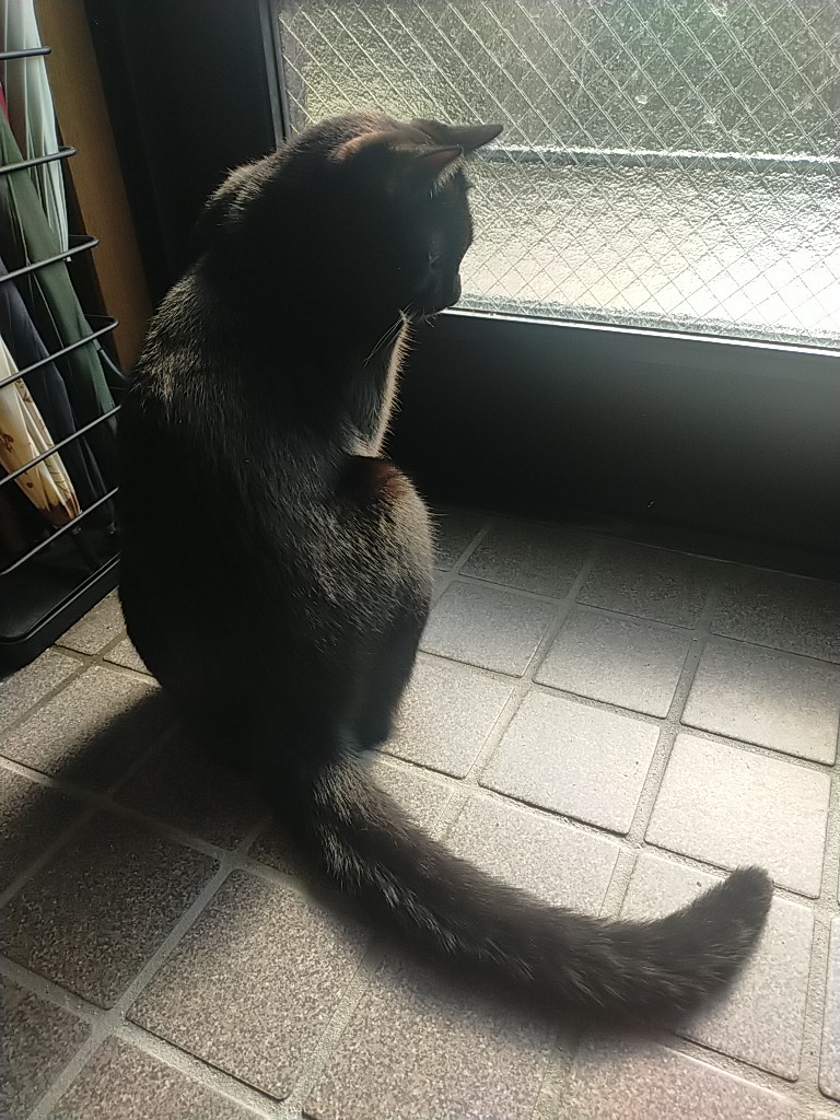 kuroneko_sosaku's tweet photo. 愛知県東海市名和町の平地公園付近の自宅から黒猫(去勢済オス、2歳)が迷子になっています(発生日時2024年2月8日夜)。室内飼いで今まで外に出たことのない子です。どうか情報提供のご協力をお願い申し上げます。
#拡散希望 #拡散希望RT #猫 #迷い猫 #迷子猫 #愛知県 #東海市 #猫好きさんと繋がりたい https://t.co/Bll0V7lUep
