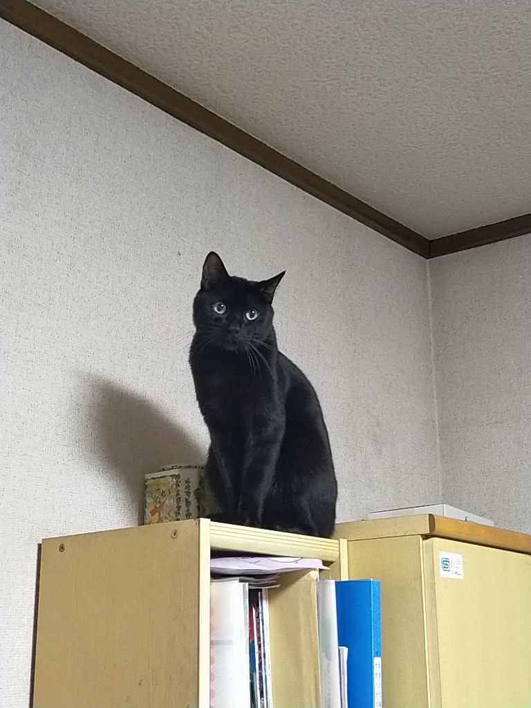kuroneko_sosaku's tweet photo. 愛知県東海市名和町の平地公園付近の自宅から黒猫(去勢済オス、2歳)が迷子になっています(発生日時2024年2月8日夜)。室内飼いで今まで外に出たことのない子です。どうか情報提供のご協力をお願い申し上げます。
#拡散希望 #拡散希望RT #猫 #迷い猫 #迷子猫 #愛知県 #東海市 #猫好きさんと繋がりたい https://t.co/Bll0V7lUep