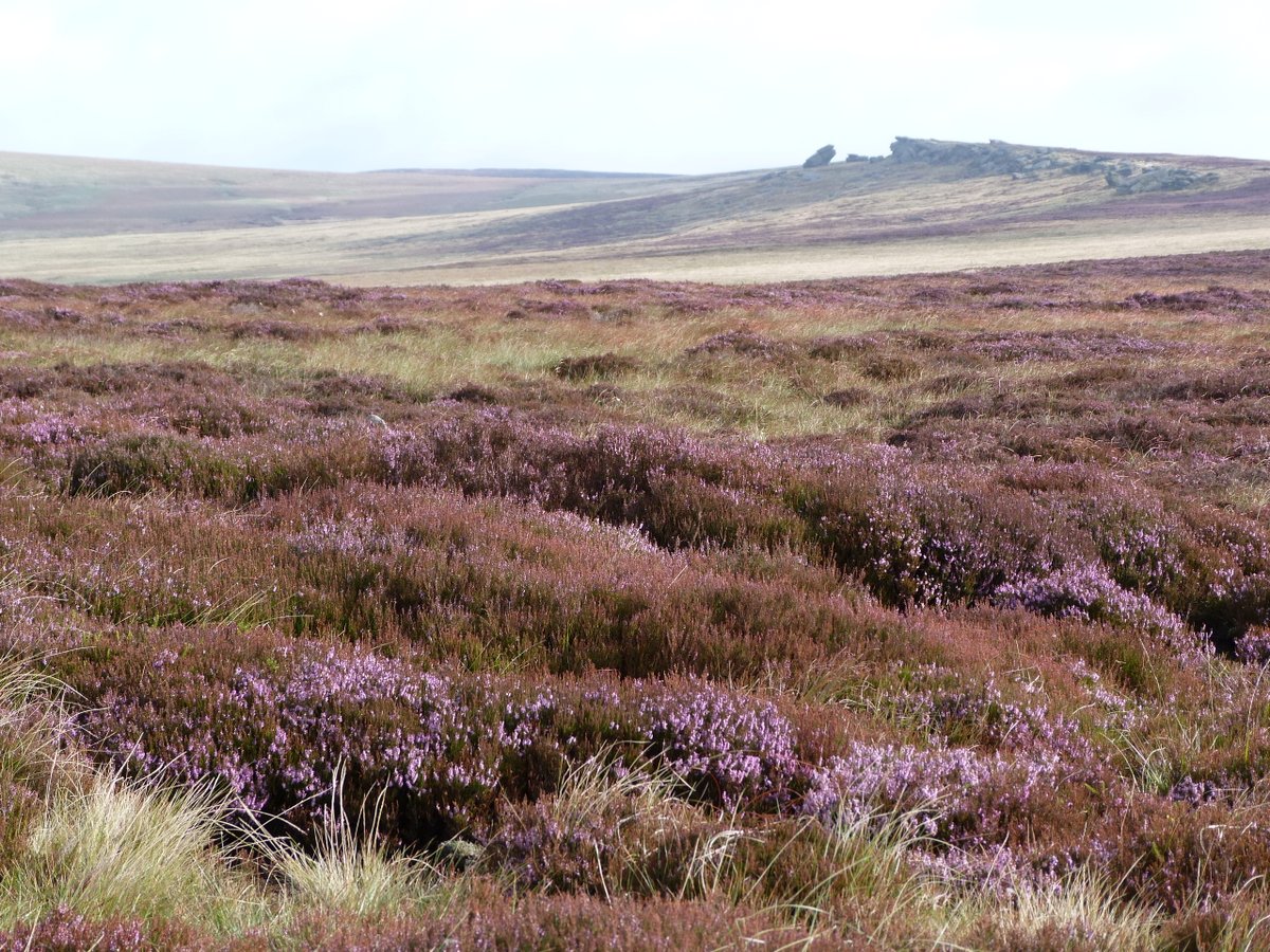 Stop Calderdale Wind Farm is a campaign against a huge wind farm on Walshaw Moor SSSI which would be an environmental catastrophe for the countryside, wildlife, people and cultural heritage of Calderdale. Read our objections and those of other opponents: stopcalderdalewindfarm.co.uk/our-objections