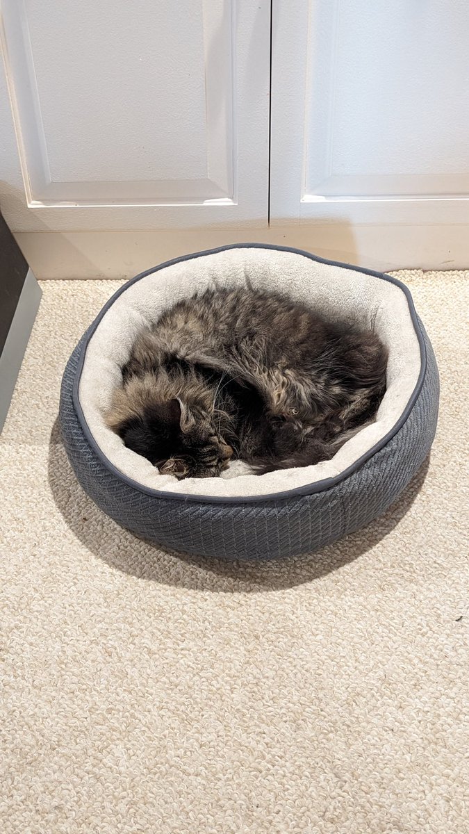 ProfessorsCat's tweet photo. #PostAFavPic4VioletFeb24
Day 8: Begins with "B"
Who thinks I am a Beautiful Ball of fluff? Love to all my Besties 😻🐾♥️
- IsaBella AKA "Izzy"
#PrincessPuffLion #CatsAreFamily #CaturdayEve #XCats https://t.co/wTt9H9Y3gH