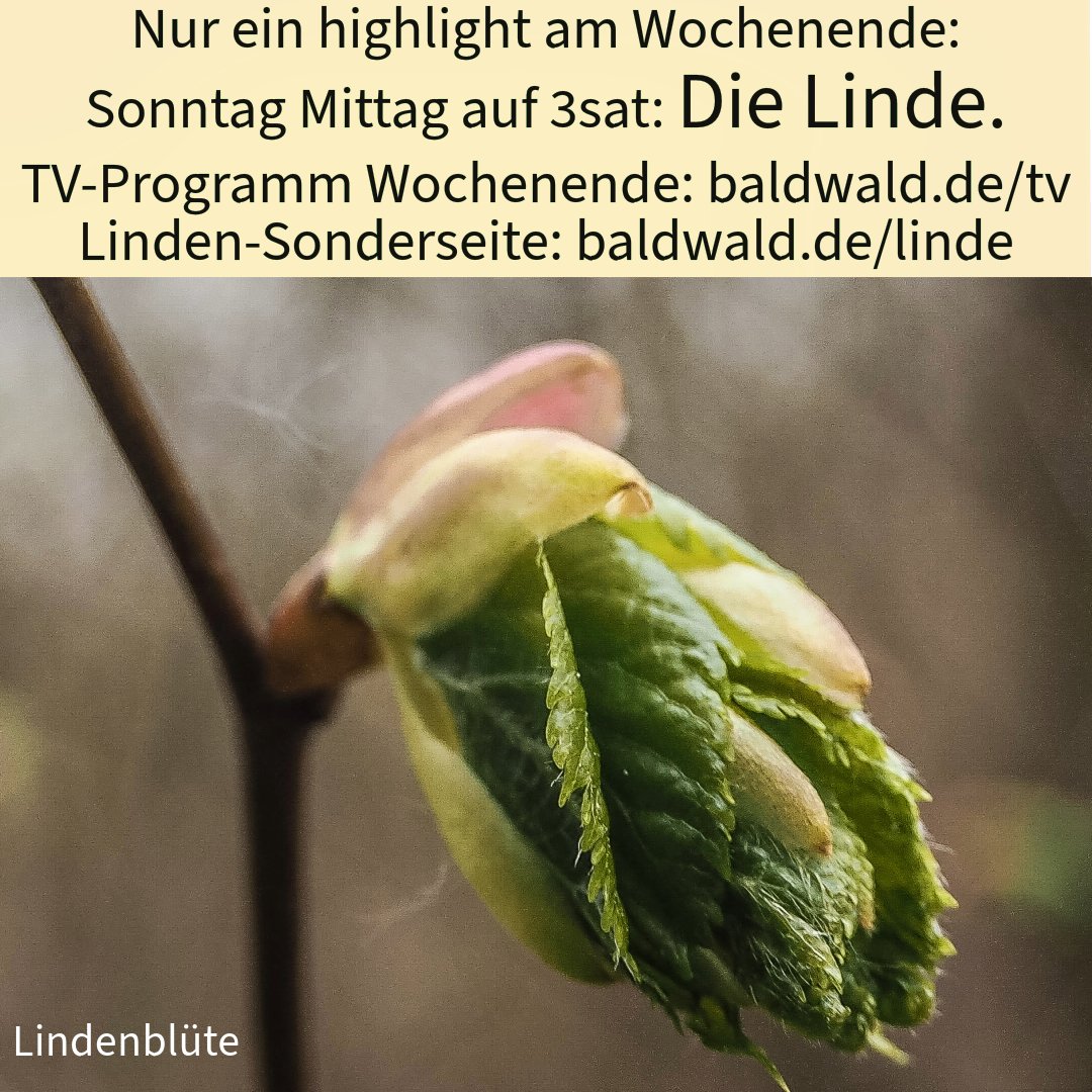 baldwald's tweet photo. Wahrscheinlich nur ein highlight im fernsehen für Naturfreunde: SO 13:20 3sat: Die magische Welt der Bäume - Die Linde.
Programmtipps: https://t.co/i1LazPBfR1
_
#wald #baum #forest #trees #wälder #bäume #natur  #Naturfreunde #tipps #wildtiere #lindenbaum #fernsehen #tvTipps https://t.co/ZHM7E512yW