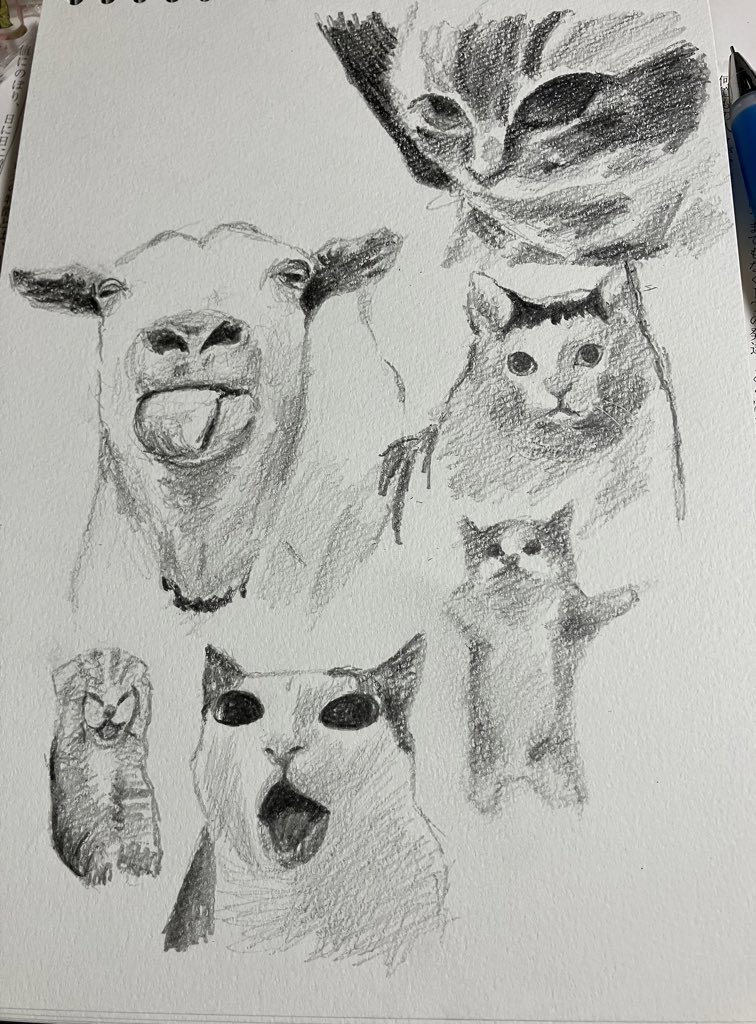 tomofuru109's tweet photo. 猫ミーム描きました https://t.co/FToZYCkAS7