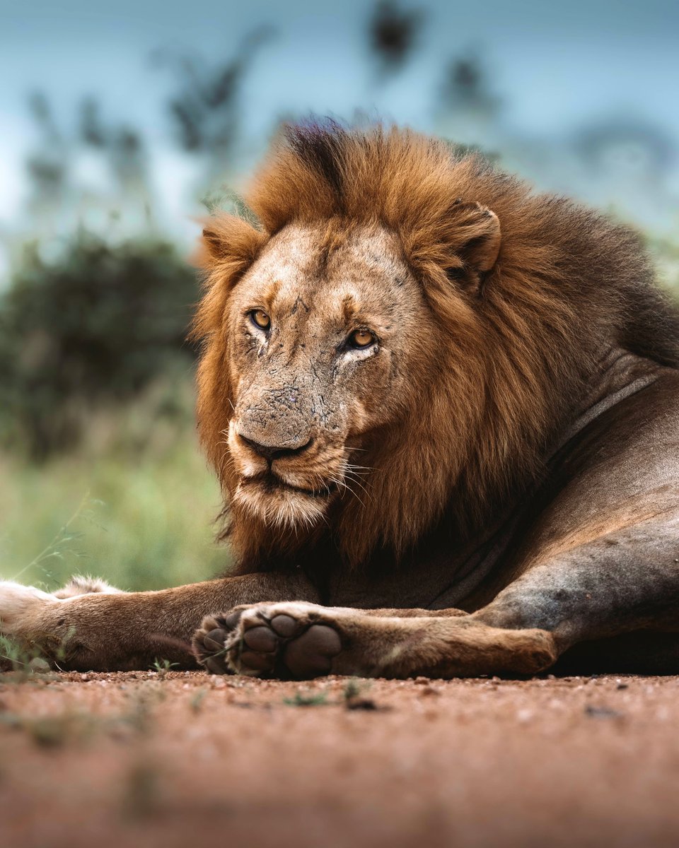 A Roar Silenced: The heart-wrenching reality of Africa's declining lion populations. 🌍💔 With numbers plummeting by 43% in just two decades, these majestic creatures face an uncertain future. 📉 #SaveTheLions #ConservationCrisis #ProtectOurWildlife