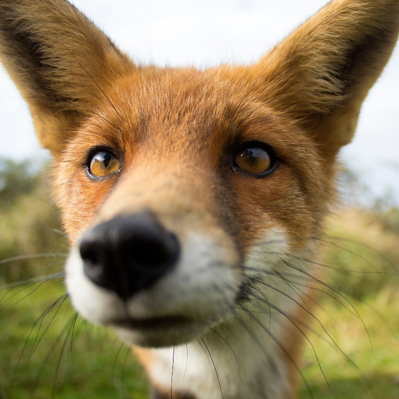 There's only one vermin. And it's not the fox. It's those on horseback who chase these poor animals to exhaustion before tearing them to pieces for fun. Fox hunting is Britain's shame and we're here to ensure this vile pastime ends for good Join the movement -@ProtectTheWild_