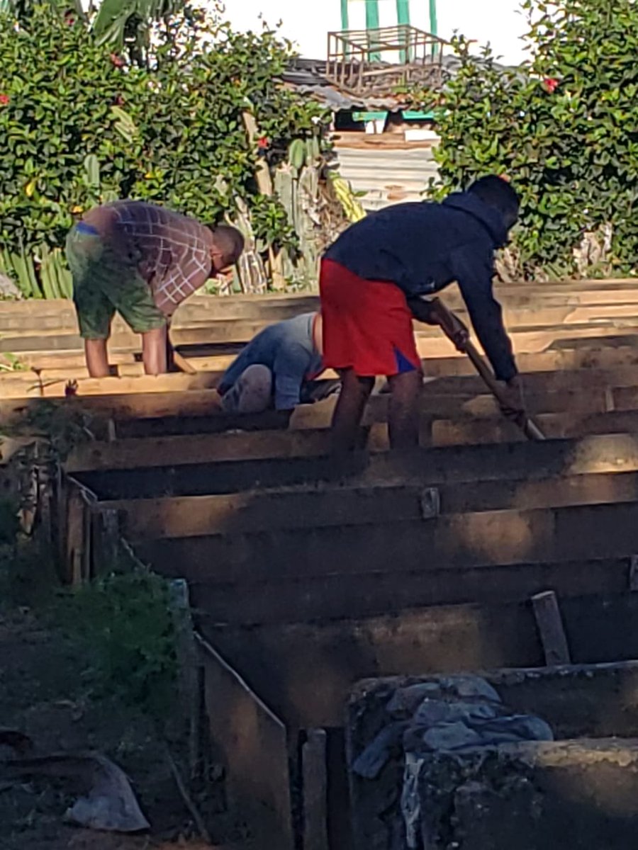 Los pioneros de la escuela primaria 26 de Julio del municipio #viñales contribuyen con la soberanía alimentaria .  #CubaMined #PinardelRio #soberaniaalimentaria