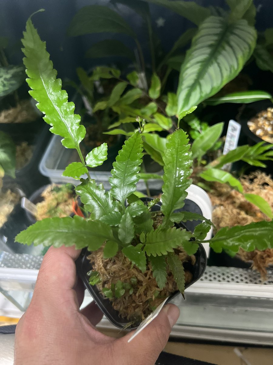 ZmZmPlants's tweet image. マイブームシダ
なかなか入手する機会ないけど積極的に集めていきたい
#Davallia
#Oleandrasp
#Asplenium
#ヘツカシダ