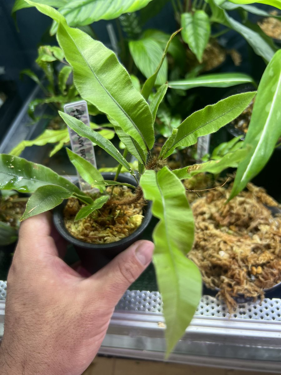 ZmZmPlants's tweet image. マイブームシダ
なかなか入手する機会ないけど積極的に集めていきたい
#Davallia
#Oleandrasp
#Asplenium
#ヘツカシダ