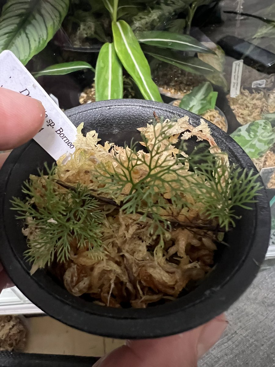 ZmZmPlants's tweet image. マイブームシダ
なかなか入手する機会ないけど積極的に集めていきたい
#Davallia
#Oleandrasp
#Asplenium
#ヘツカシダ