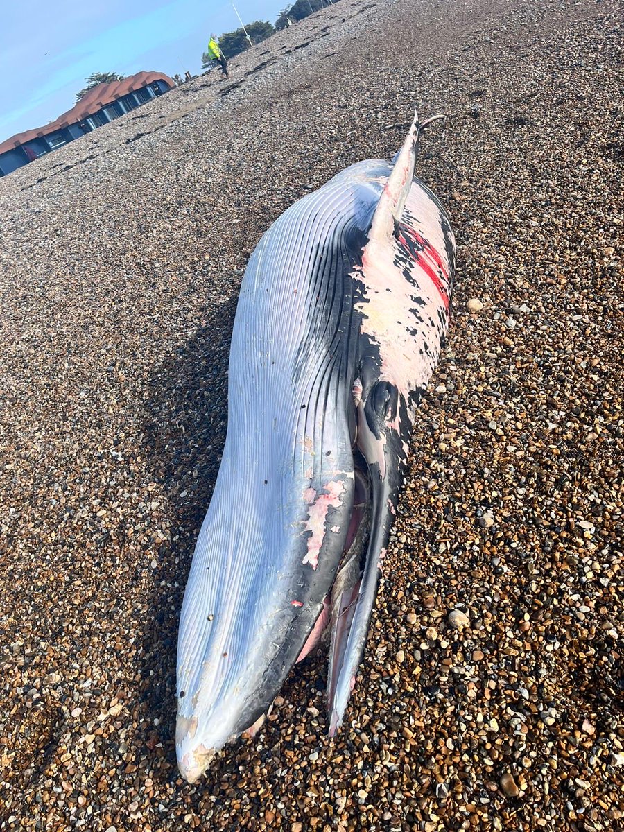 Littlehampton CG just had a mad couple of hours, EOD attendance foy first pic, council attendance for deceased 4.7m whale washed up, both incidents in Littlehampton ⁦<a href="/LhamptonCG/">Littlehampton CG</a>⁩