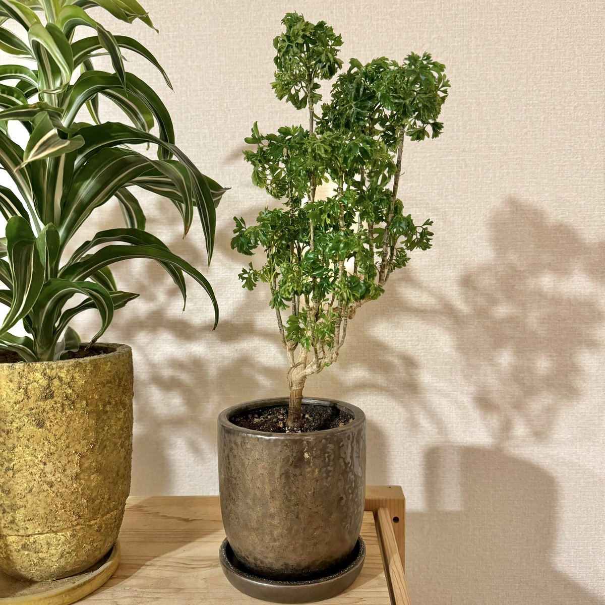 tunneltaro's tweet photo. ポリシャス、調子が良いのでもう少し大きくしたいです。

#観葉植物 #ポリシャス #ポリキアス #polyscias #タイワンモミジ #台湾モミジ #foliageplant #houseplants #greenplants #indoorplants #観葉植物のある暮らし #グリーンのある暮らし #緑のある暮らし #植物のある暮らし https://t.co/OFhRdAjOJm