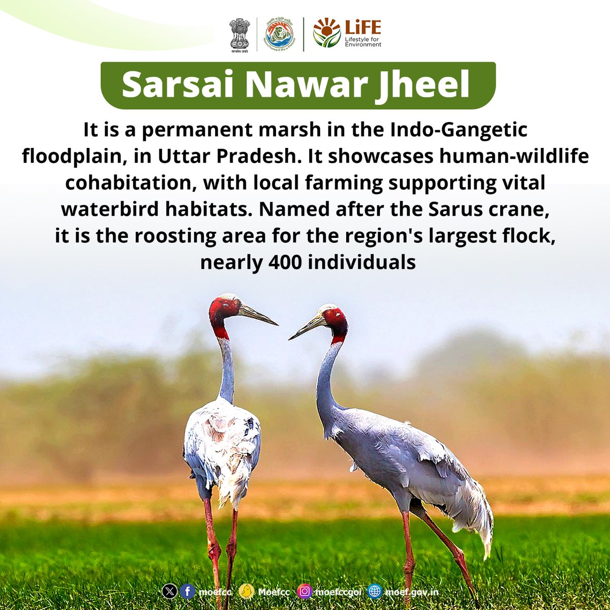 Discovering India's Ramsar Sites 🦢
 Day 31 : Sarsai Nawar Jheel

From wetlands to wildlife, each site is a unique haven for nature. Let's celebrate and safeguard these vital ecosystems together!

#RamsarSites #MissionLiFE #ProPlanetPeople